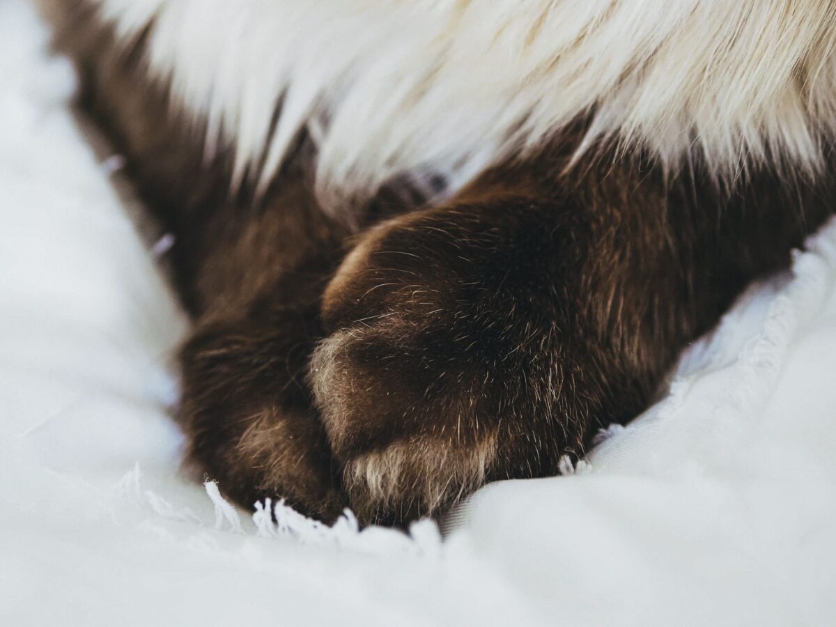 chaussons chat modèles motifs plaisent